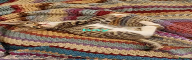 Mixed Breed Kitten 3