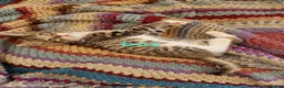Mixed Breed cats for sale: KITTENS ALL READY TO GO  - Advert 5