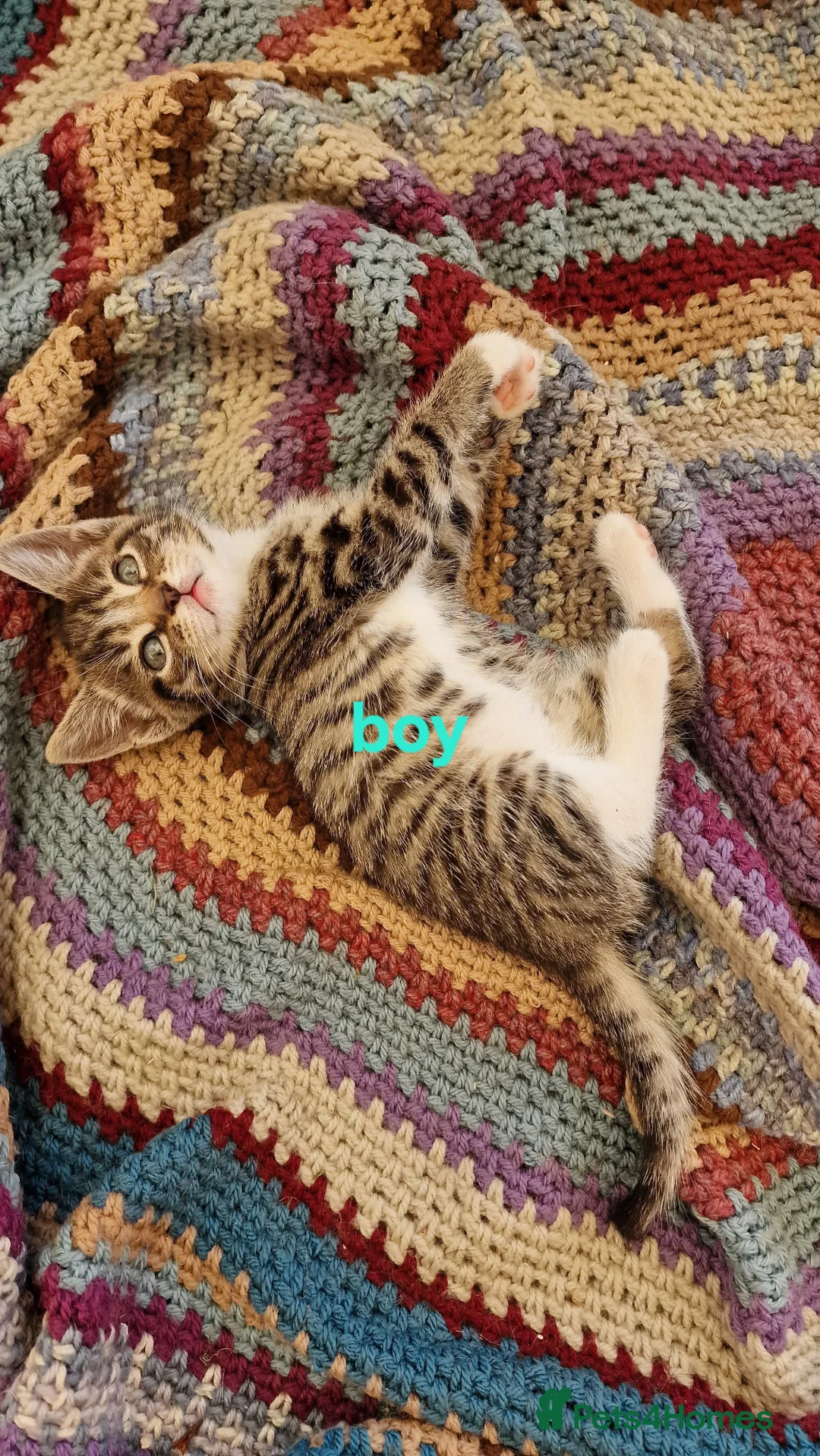 Mixed Breed cats for sale: KITTENS ALL READY TO GO  - Advert 5