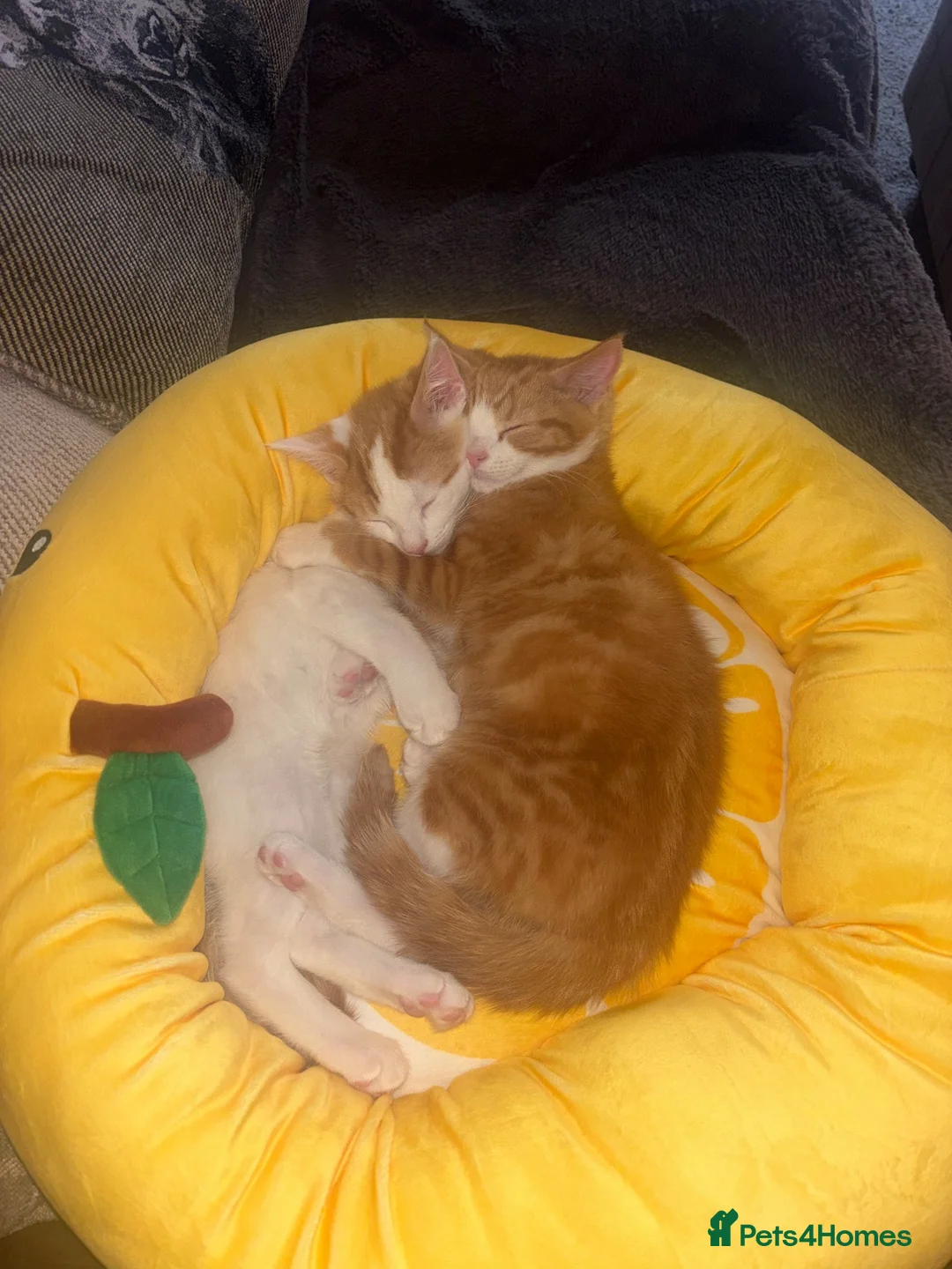 Mixed Breed cats for sale: Rehoming  in Castleford - Advert 1