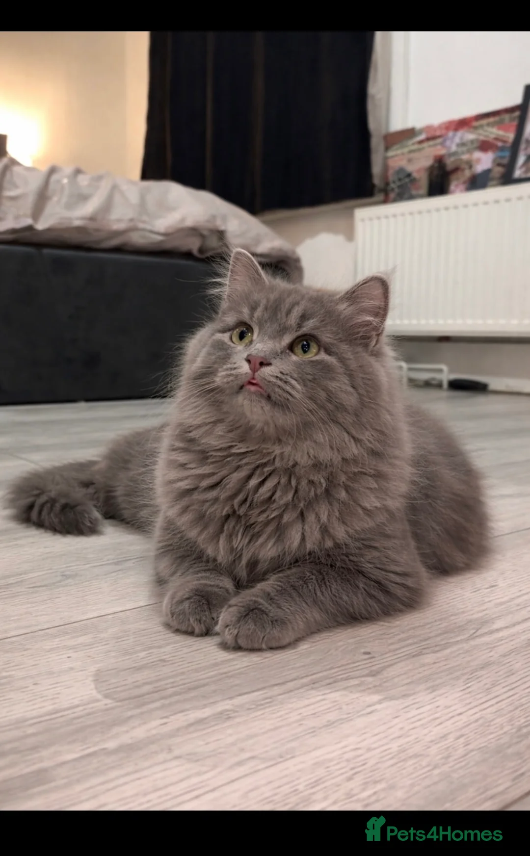 British Longhair cats for sale: Beautiful kitten - Advert 5