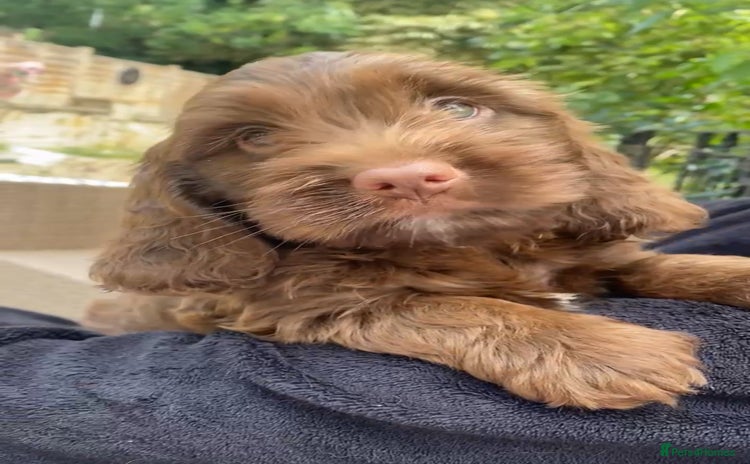 Cockapoo dogs - Advert 1