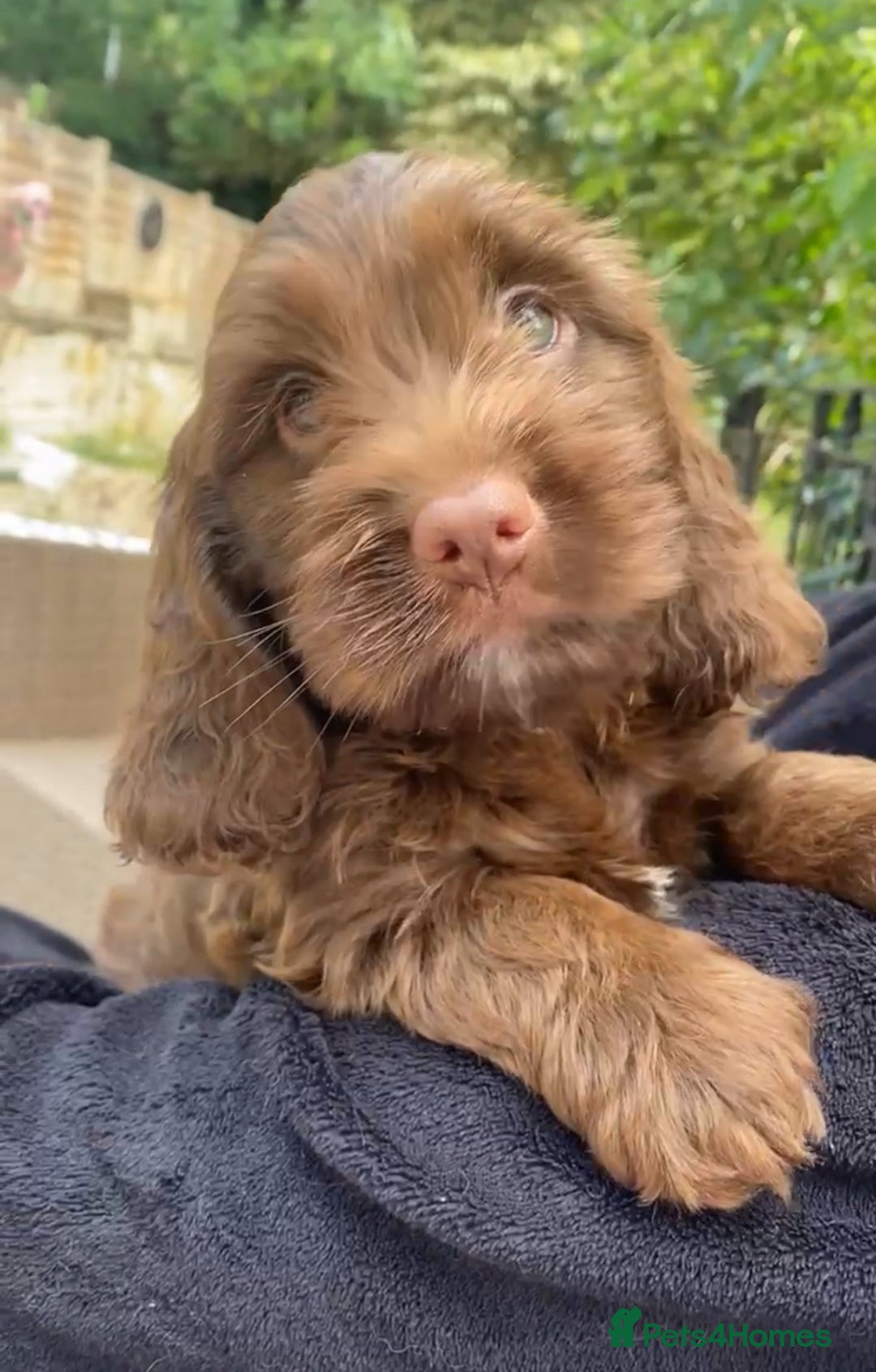 Cockapoo dogs for sale: Beautiful cockapoo  - Image 1