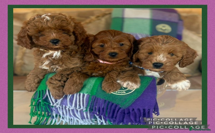 Cavapoo dogs - Advert 2