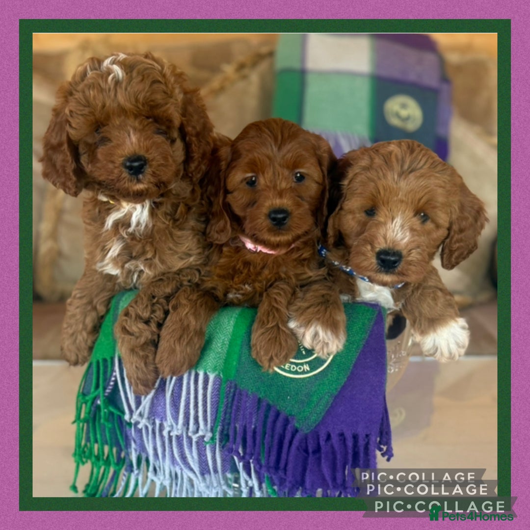 Cavapoo dogs for sale: Extensively Heslth Tested Cavapoo puppies  - Image 1