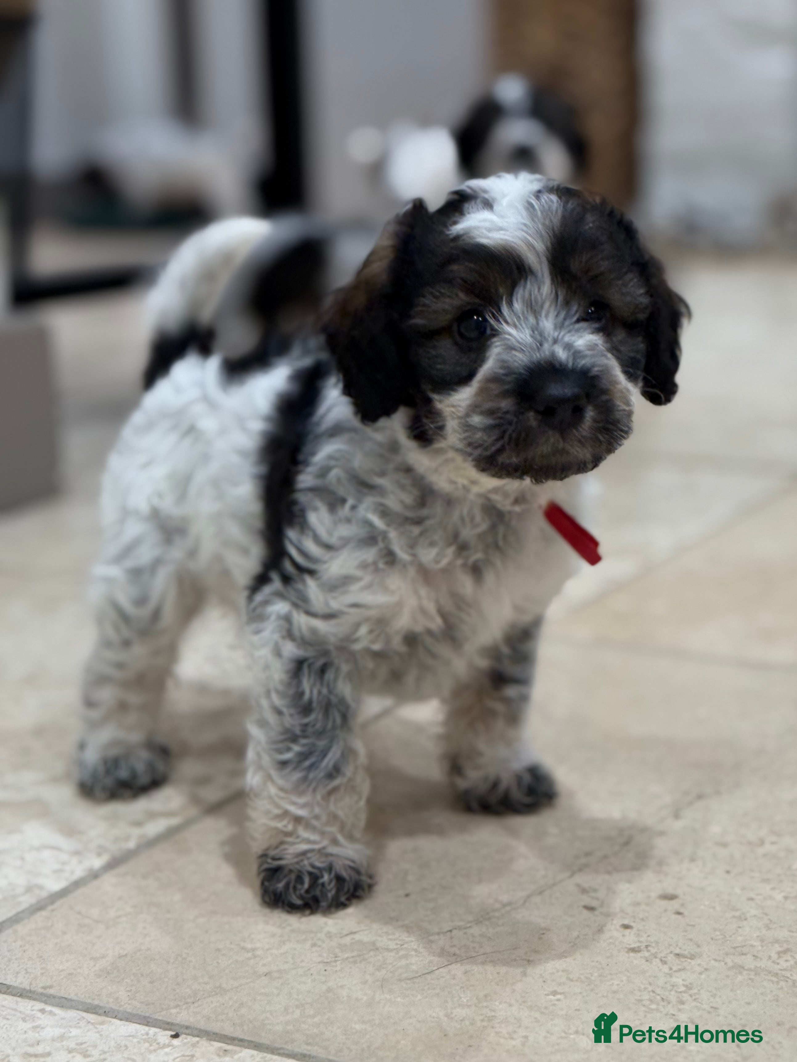 Mixed Breed dogs Miss Red - Miniature Parti Schnockerpoo Puppy - Advert 4