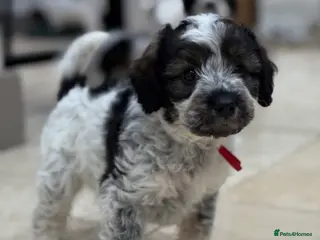 Mixed Breed dogs Miss Red - Miniature Parti Schnockerpoo Puppy - Advert 4