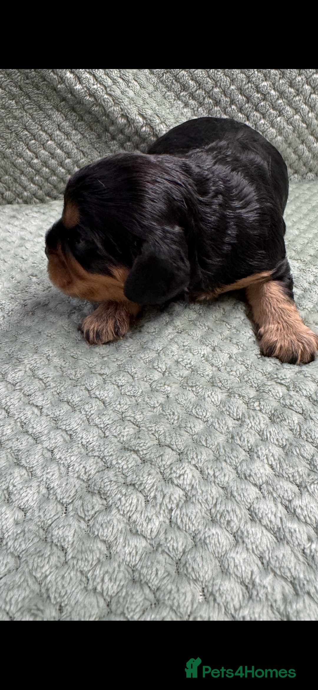 Cavalier King Charles Spaniel dogs for sale: Cavalier King Charles pups  - Advert 9