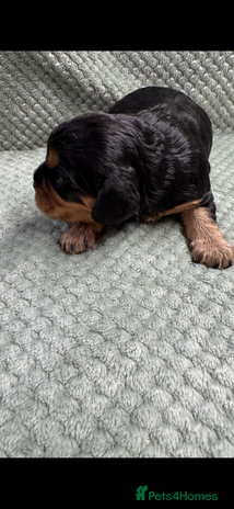 Cavalier King Charles Spaniel dogs Cavalier King Charles pups - Advert 2