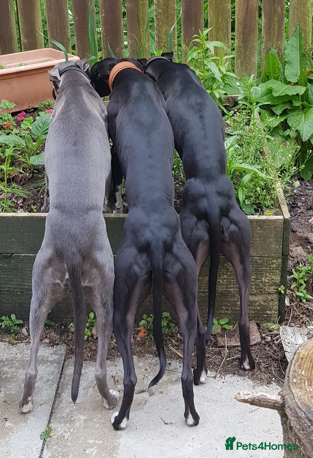 Whippet dogs for stud: Eidynrock Sangoma with Silkspun ,Sportingbred.X in Glasgow - Advert 23