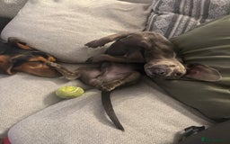 Miniature Dachshund dogs for sale: Miniature dachshund for sale - Image 4