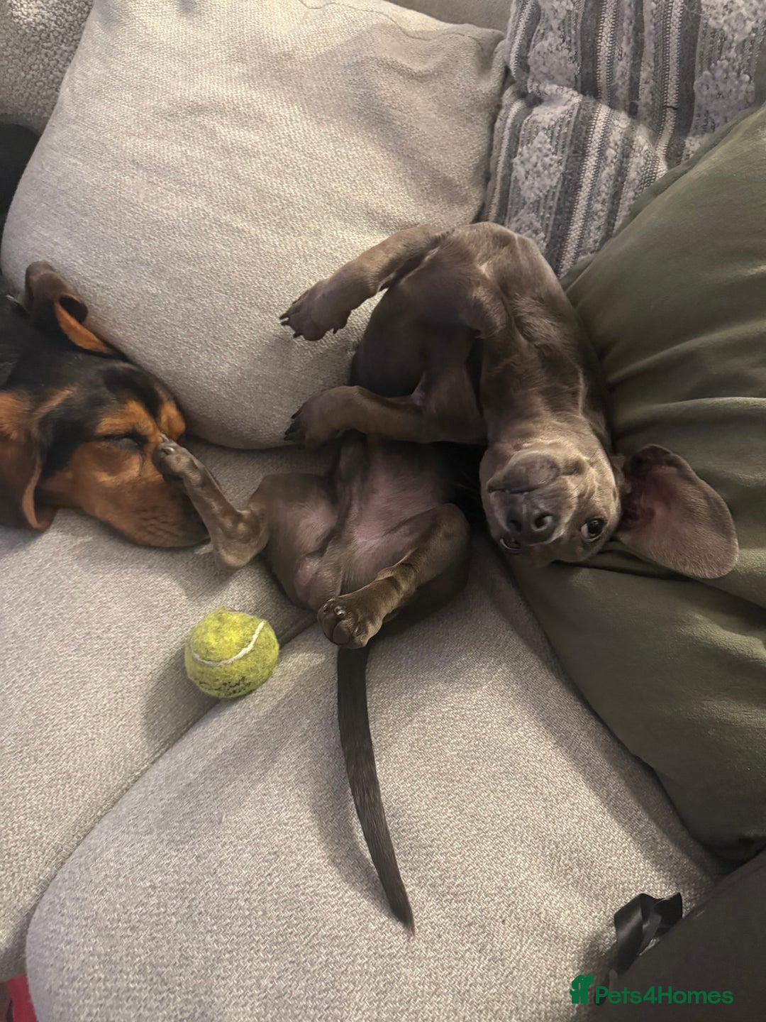 Miniature Dachshund dogs for sale: Miniature dachshund for sale - Image 4