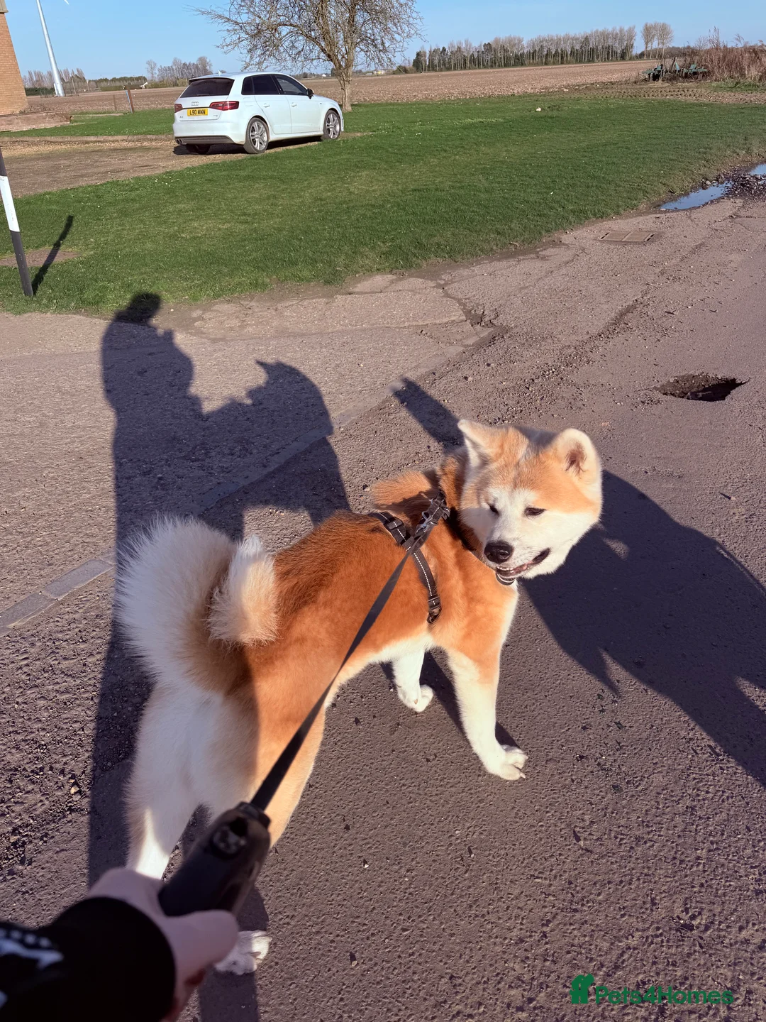 Akita dogs for stud: Japanese Akita - Perfect healthy Akita Stud.  - Advert 2