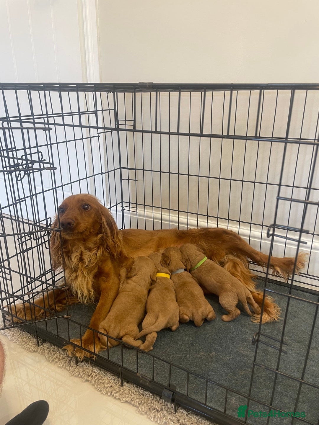 Cocker Spaniel dogs for sale: Cocker Spaniel puppies (ready 18/7/25) - Image 5