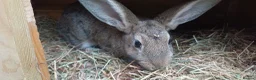 Mixed Breed rabbits for sale: Rabbits black or brown available - Advert 2