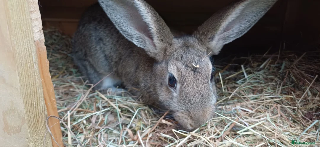 Mixed Breed rabbits for sale: Rabbits black or brown available - Advert 2