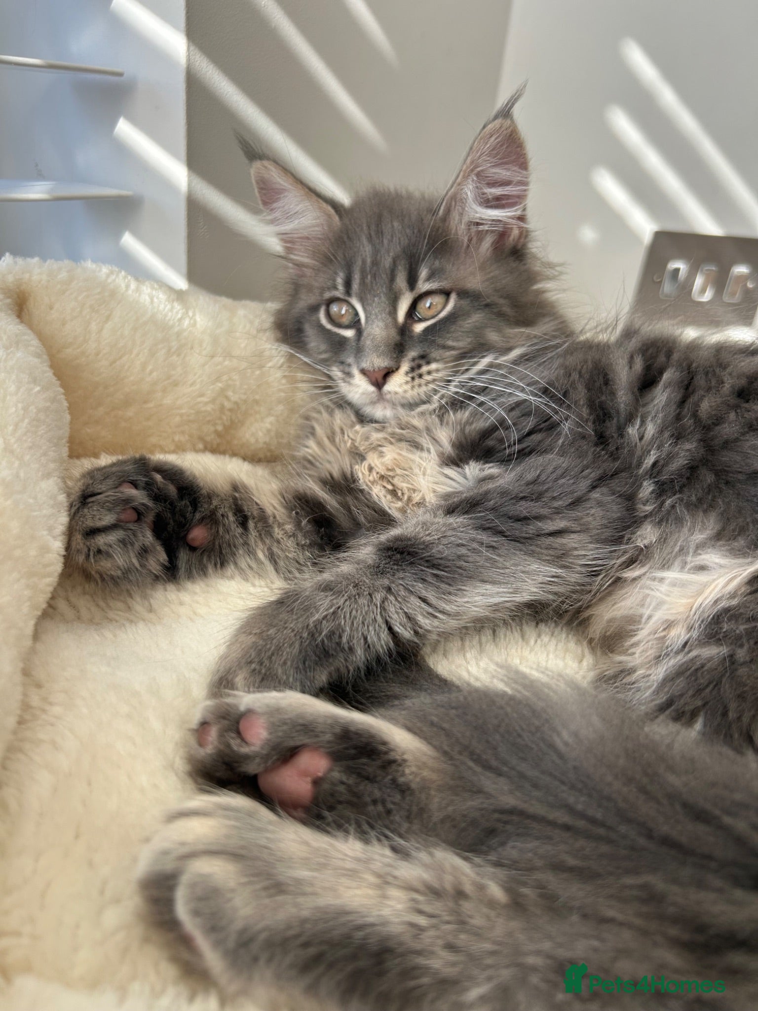 Maine Coon cats TICA Registered XXL Russian Bloodline Maine Coons - Advert 1