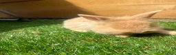 Angora rabbits for sale: English angora babies  in Stoke-on-Trent - Advert 6