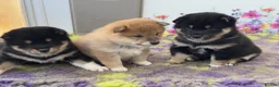 Japanese Shiba Inu dogs for sale: Elite Japanese Shiba Inu puppies, pure excellence - Advert 10