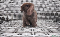 Mini Lop rabbits for sale: Now reserved  - Image 1