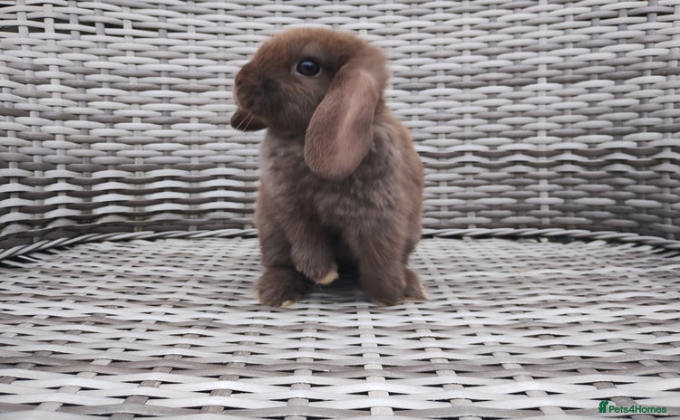 Mini Lop rabbits - Advert 1