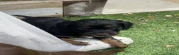 Cocker Spaniel dogs for sale: Beautiful working cocker spaniel puppies - Advert 19