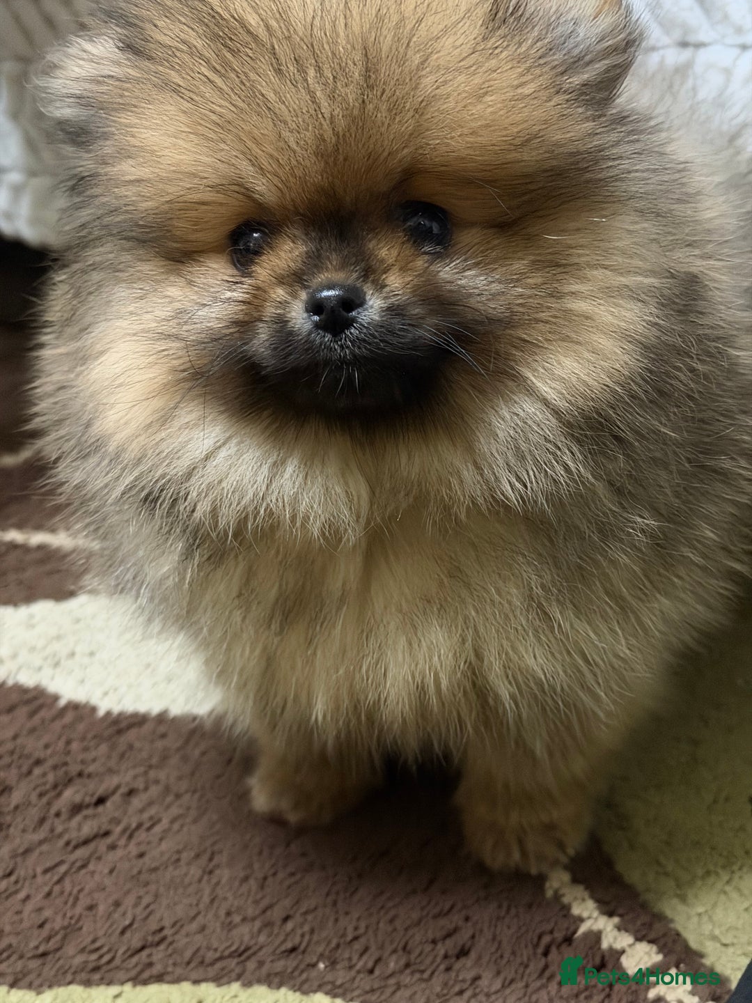 Pomeranian dogs for sale: ***Exquisite Kc reg Pomeranian Puppies *** - Advert 4