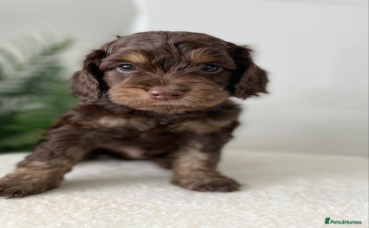 Cockapoo dogs - Advert 15