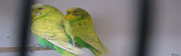 Budgerigars birds for sale: Breeding pairs of budgies for sale - Advert 3
