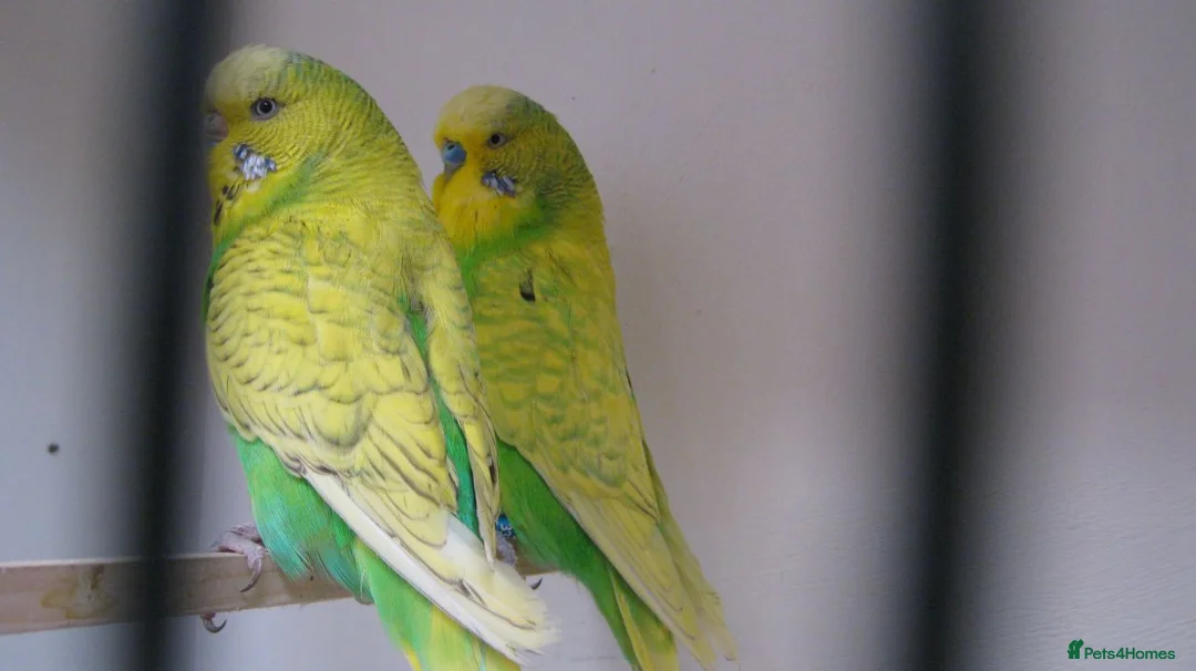 Budgerigars birds for sale: Breeding pairs of budgies for sale - Advert 3