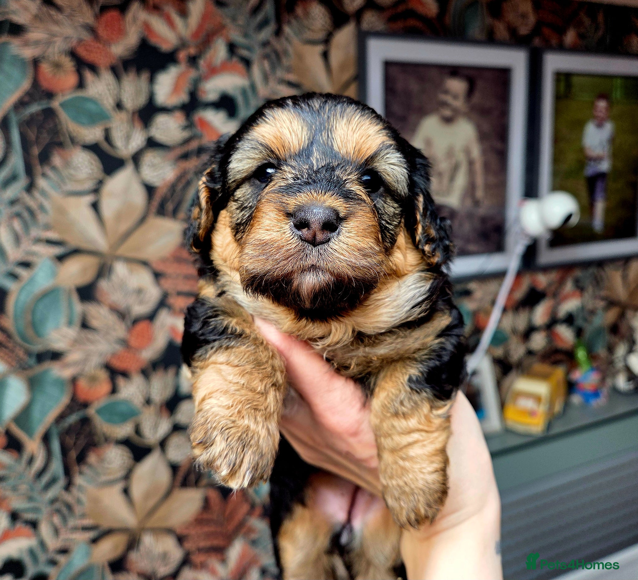 Welsh Corgi Pembroke dogs Stunning Corgipoo Puppies.  - Advert 2