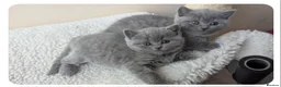 British Shorthair cats for sale: Last extremely friendly-pure BSH parents pedigree  - Advert 1
