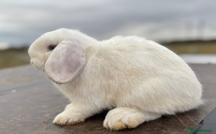 Mini Lop rabbits - Advert 1