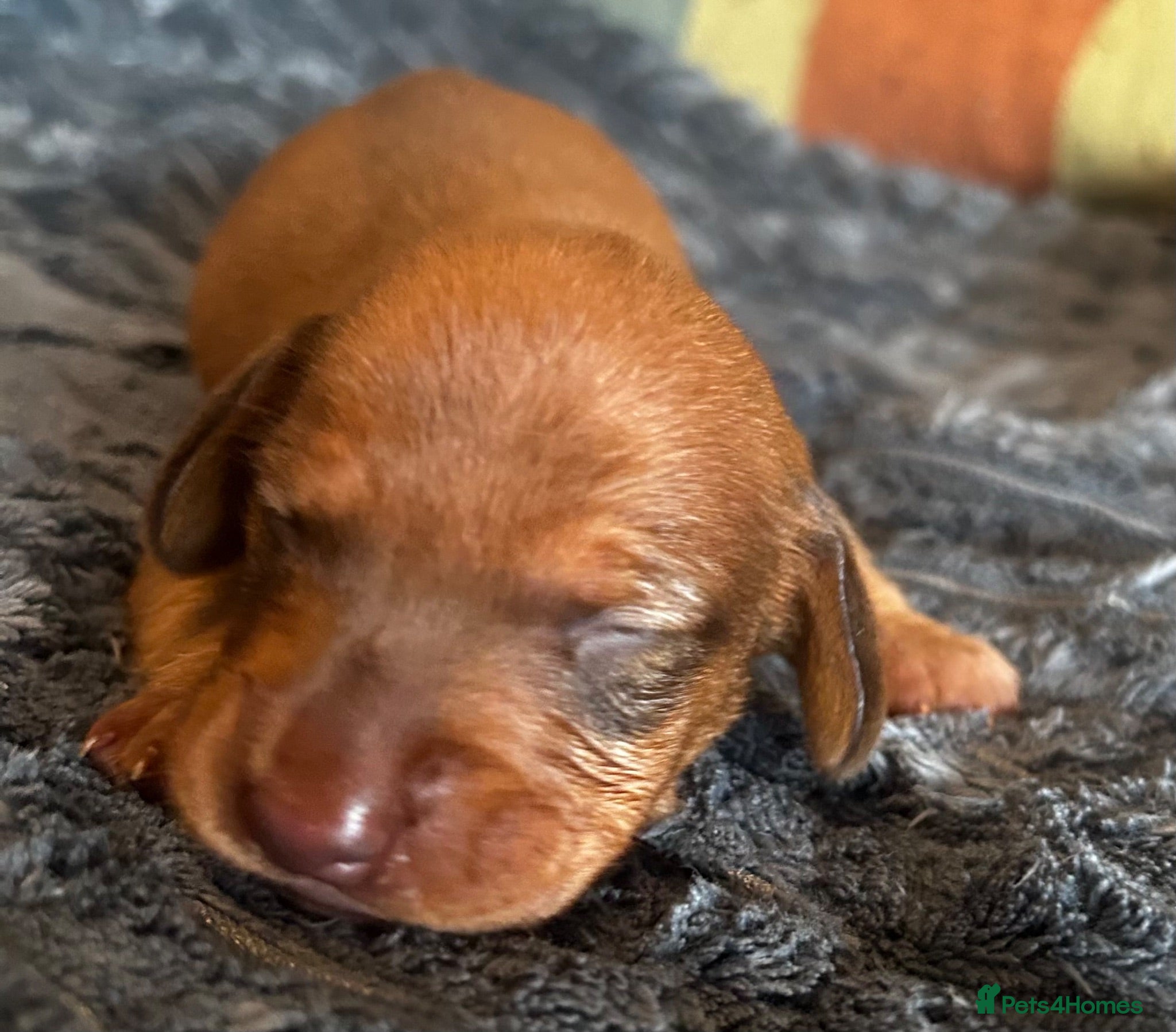 Dachshund dogs QUALITY KC STANDARD SMOOTH DAHSHUNDS  - Advert 1
