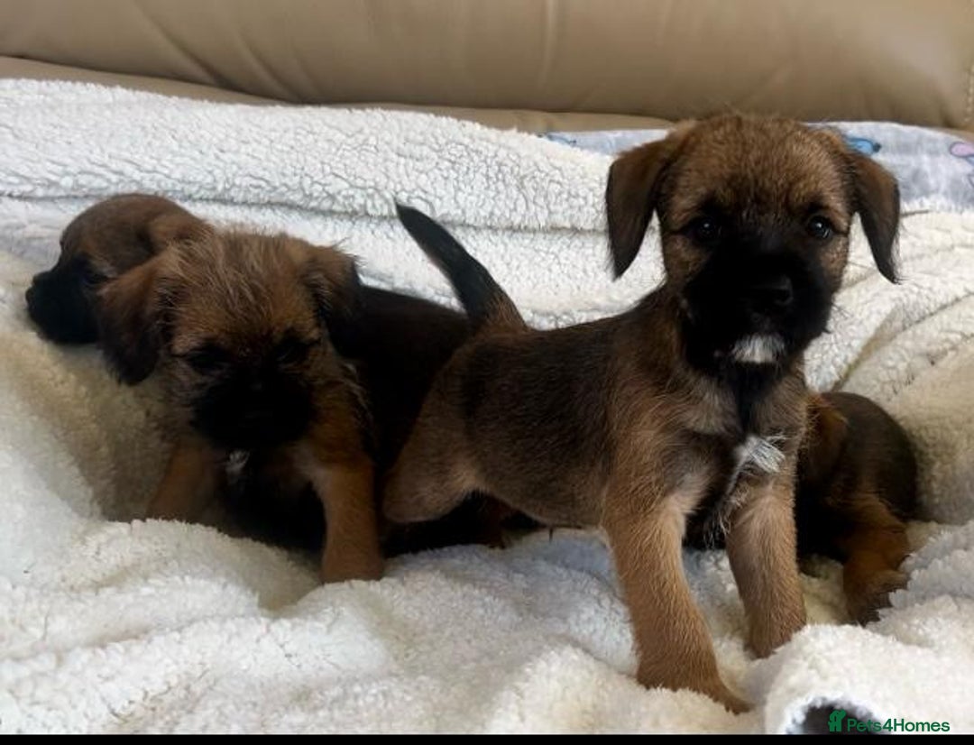 Border Terrier dogs for sale: Border terrier puppies  - Image 9