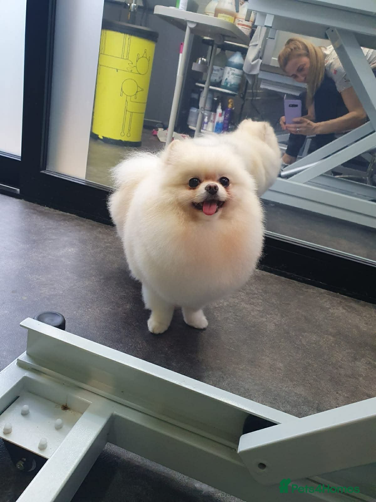 Pomeranian dogs Tiny white Pomeranian puppy  - Advert 1