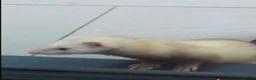 Ferret rodents for sale: Two working line Jill Ferrets need rehoming - Advert 3