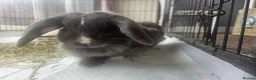 Mixed Breed rabbits for sale: 2 female rabbits for sale in Goole - Advert 2