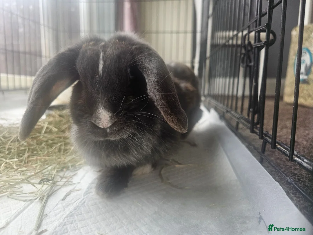 Mixed Breed rabbits for sale: 2 female rabbits for sale in Goole - Advert 2