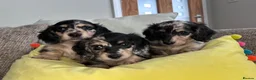 Miniature Dachshund dogs for sale: 🖤 SILVER DAPPLE & CREAM LONGHAIR BOY🖤  - Advert 9
