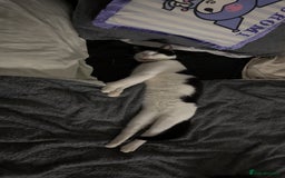 British Shorthair cats for sale: Male Cat for Sale - Advert 2