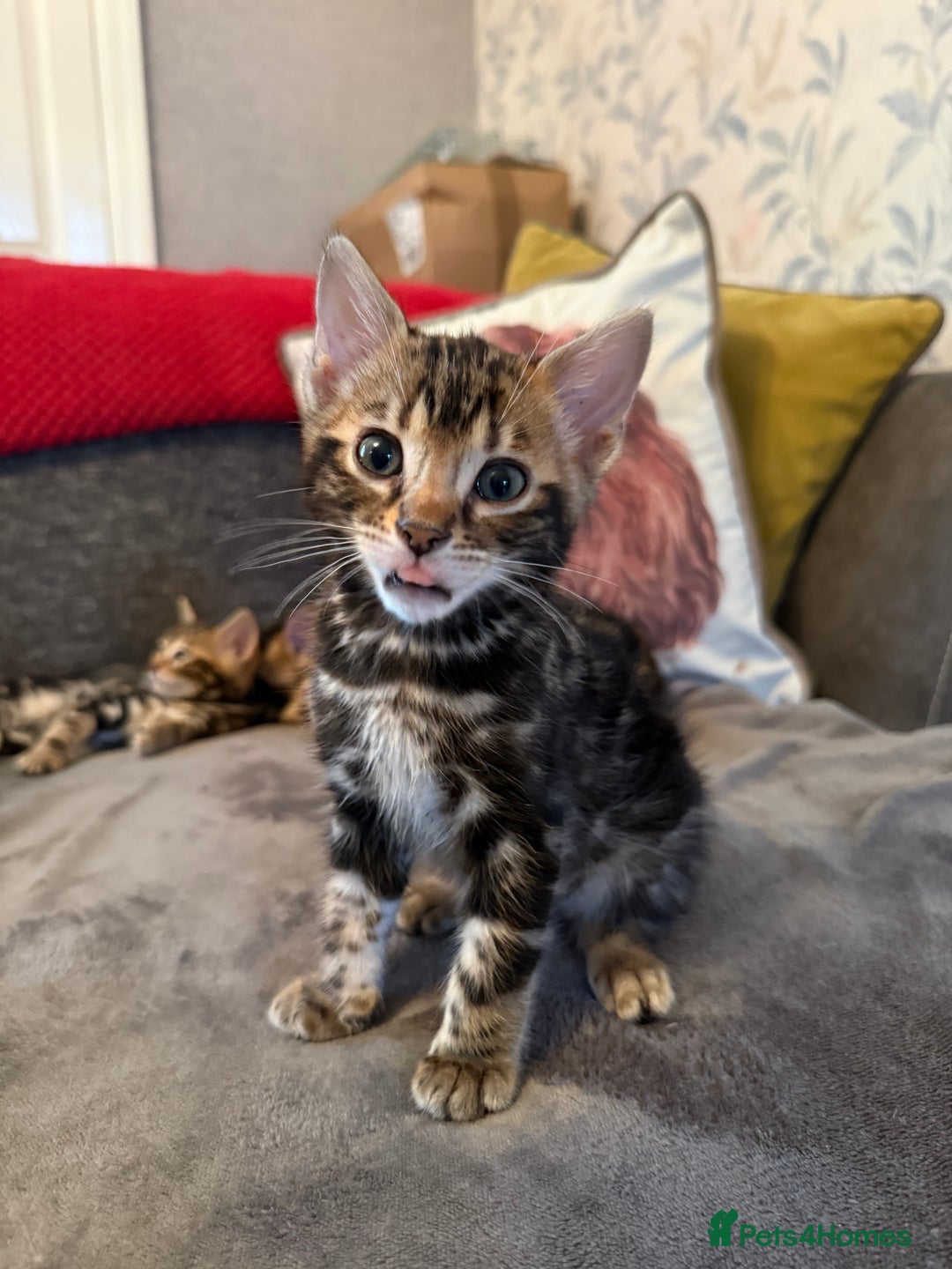 Bengal cats for sale: LAST ONE! Stunning Bengal kittens - Advert 17