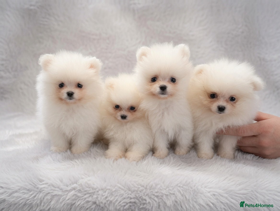 Pomeranian dogs Amazing Pomeranian XXS Puppy pure White colour - Advert 2