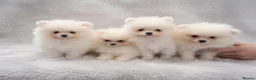 Pomeranian dogs for sale: Amazing Pomeranian  **  Puppy pure White colour in Salford - Advert 2