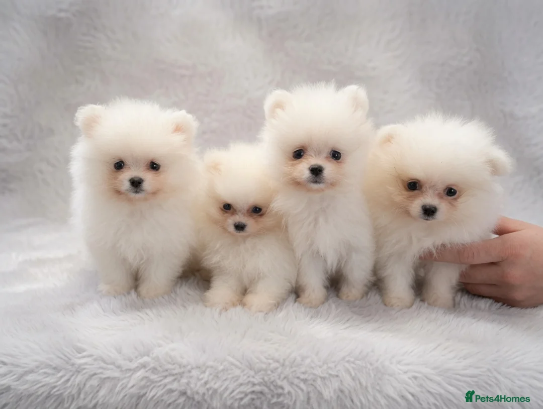 Pomeranian dogs for sale: Amazing Pomeranian  **  Puppy pure White colour in Salford - Advert 2