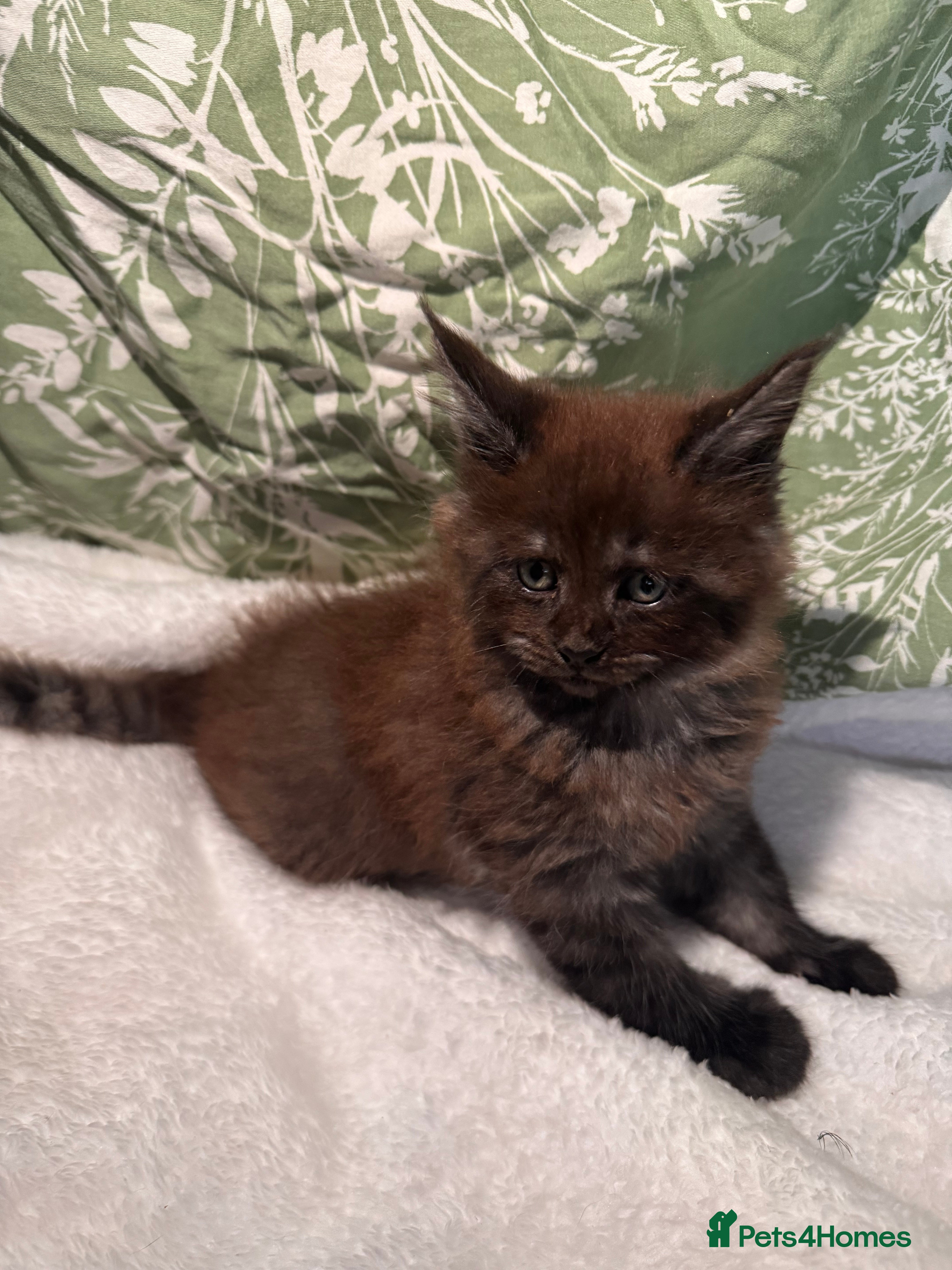 Maine Coon cats Stunning Maine coon kittens  - Advert 2