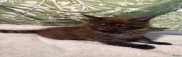 Maine Coon cats for sale: Stunning Maine coon kittens  - Advert 11