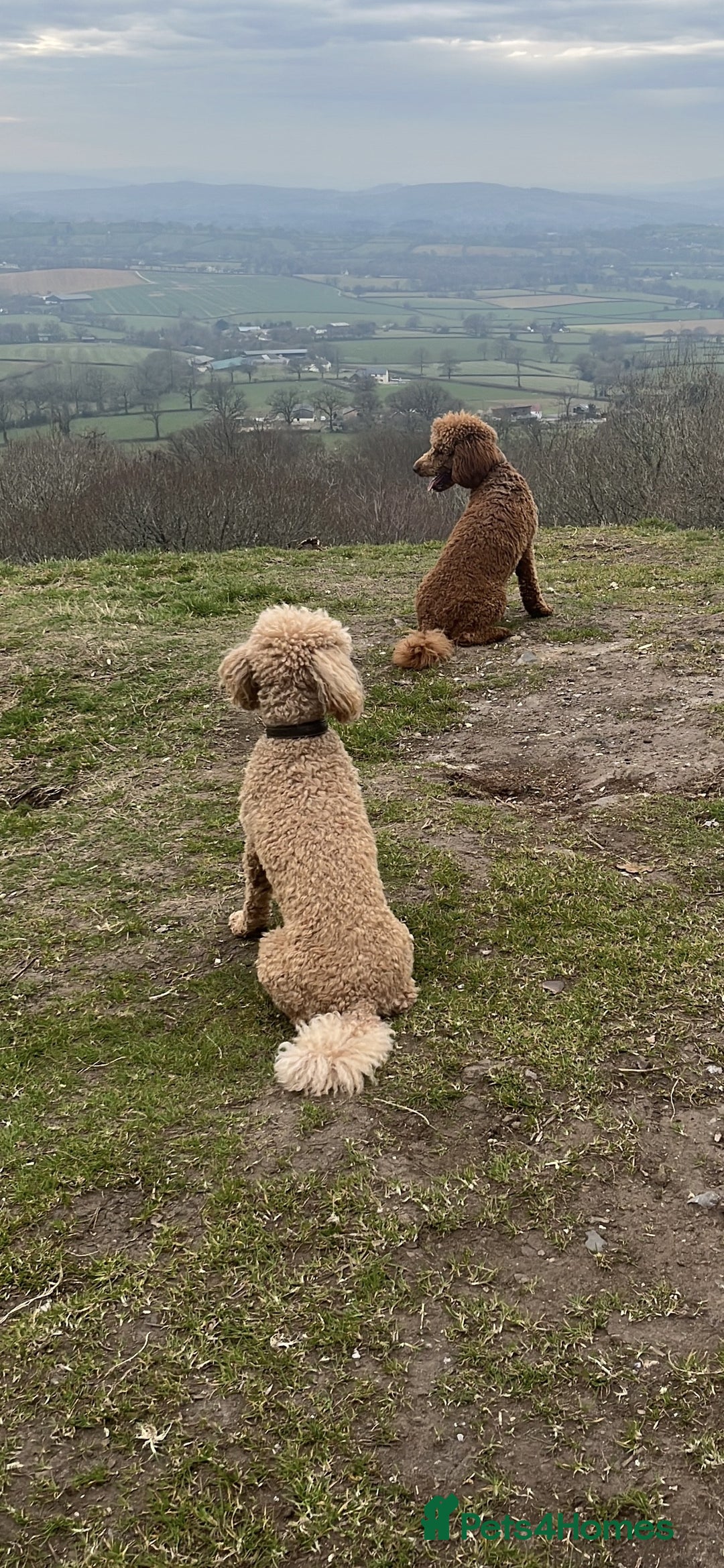 Miniature Poodle dogs for sale: Bred for temperament , health and quality. - Image 11