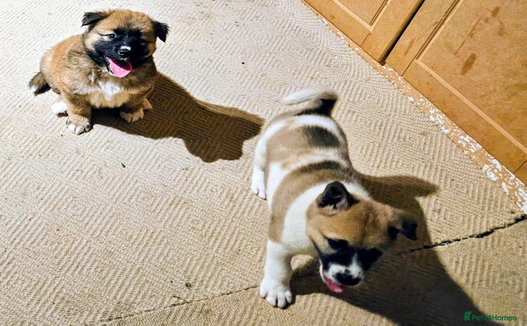 Mixed Breed dogs Akita/malamute  - Advert 4