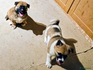 Mixed Breed dogs Akita/malamute - Advert 15